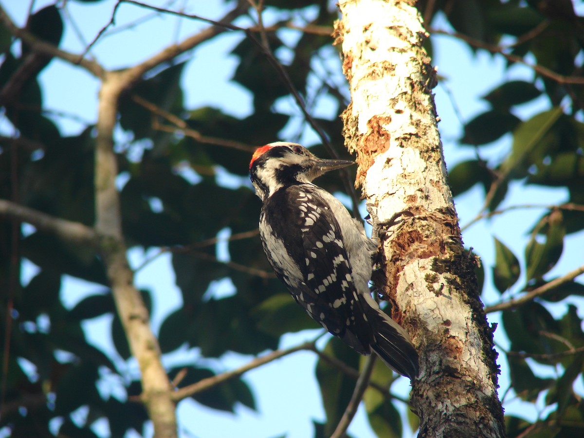 Hairy Woodpecker - ML260312031