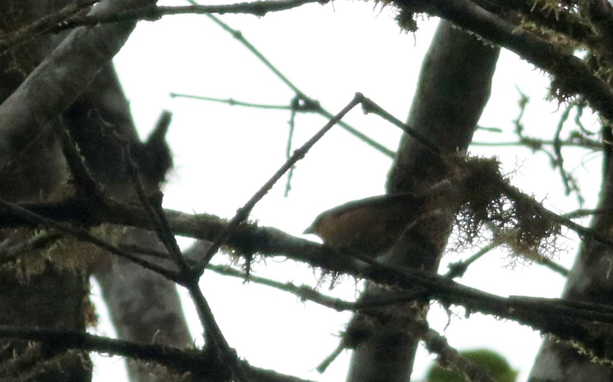 Rufous-crested Tanager - ML26031231