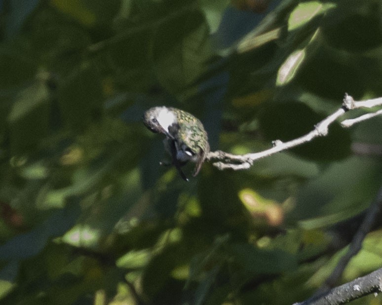 Ruby-throated Hummingbird - ML260312791