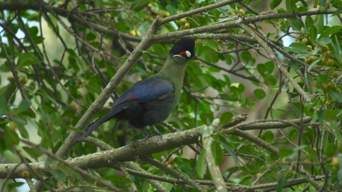 Hartlaub's Turaco - Anabel&Geoff Harries