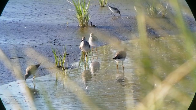 חופית תמירונית - ML260313691