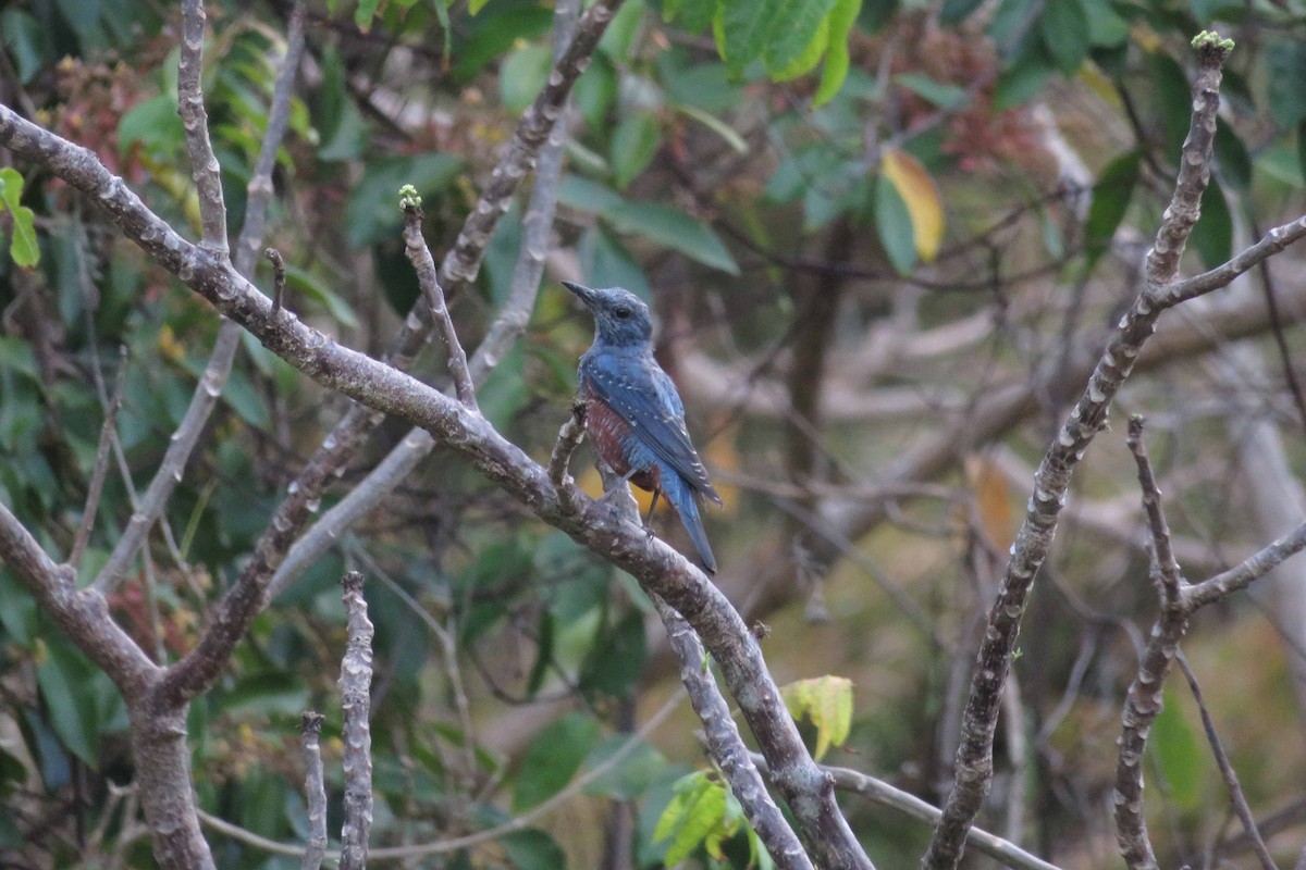 Blue Rock-Thrush - ML26031431
