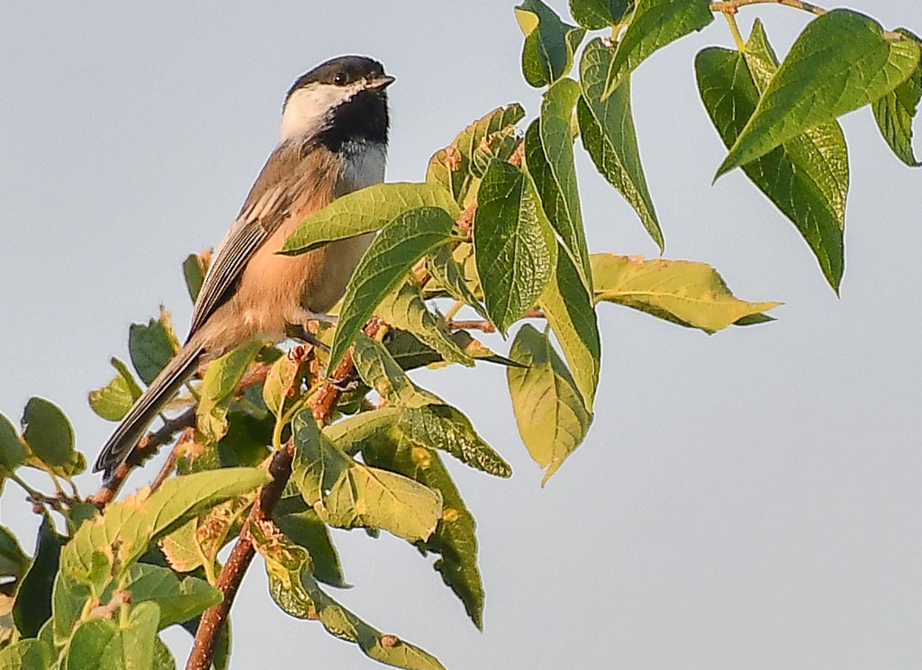 Black-capped Chickadee - ML260314901