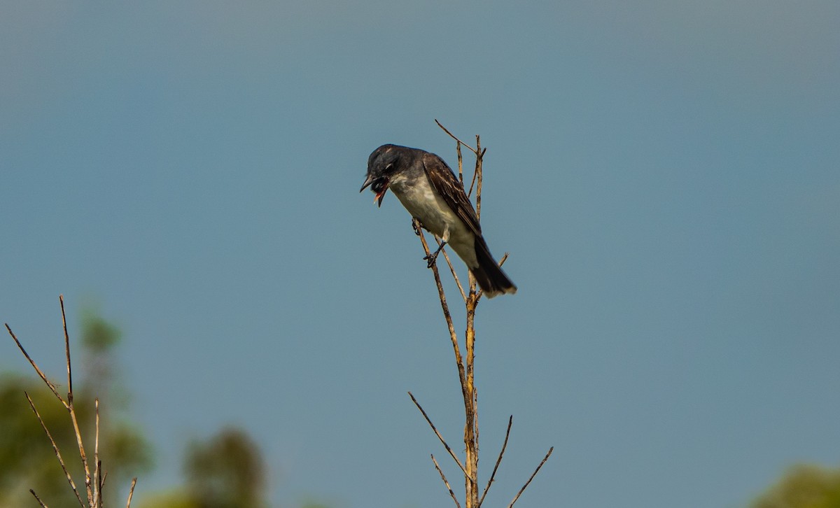 Eastern Kingbird - Debbie Carr