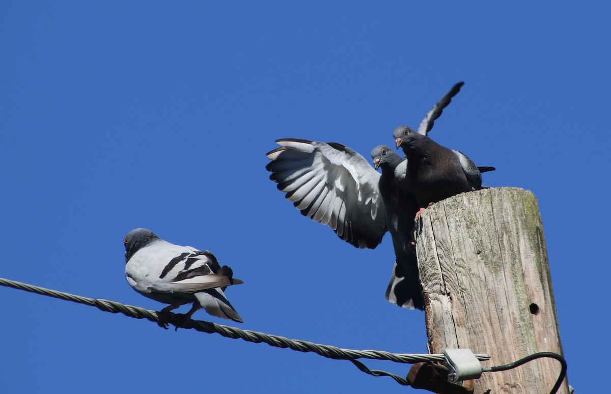 Rock Pigeon (Feral Pigeon) - Sarah rackowski