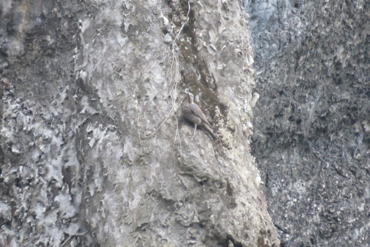 Blue Rock-Thrush - ML26031701