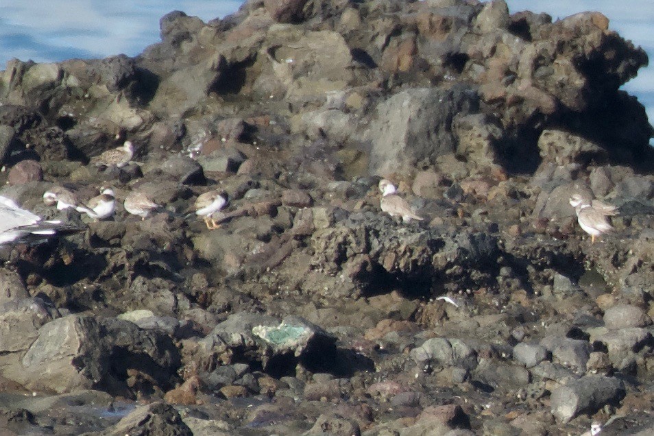 Semipalmated Plover - Jan Cubilla