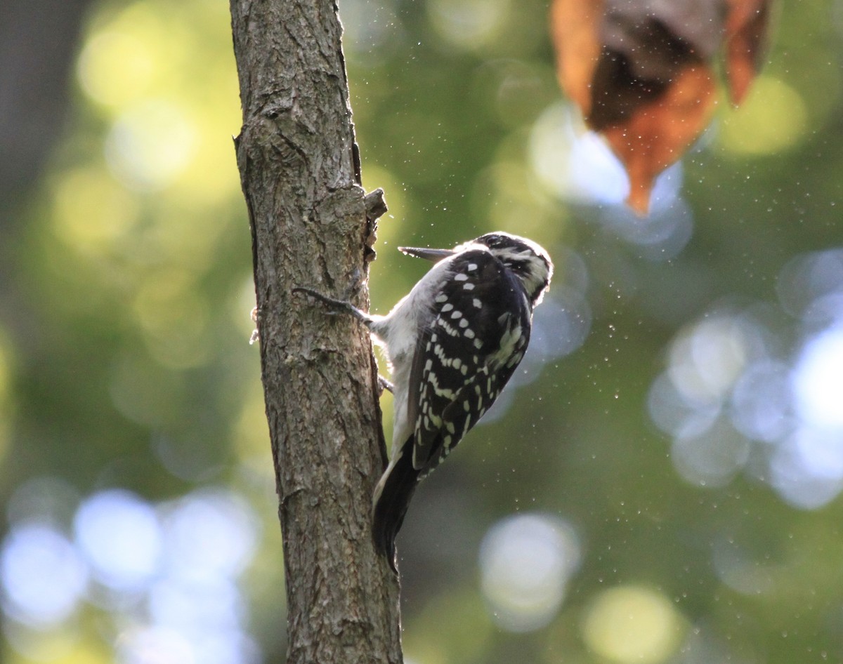 Hairy Woodpecker - ML260317641