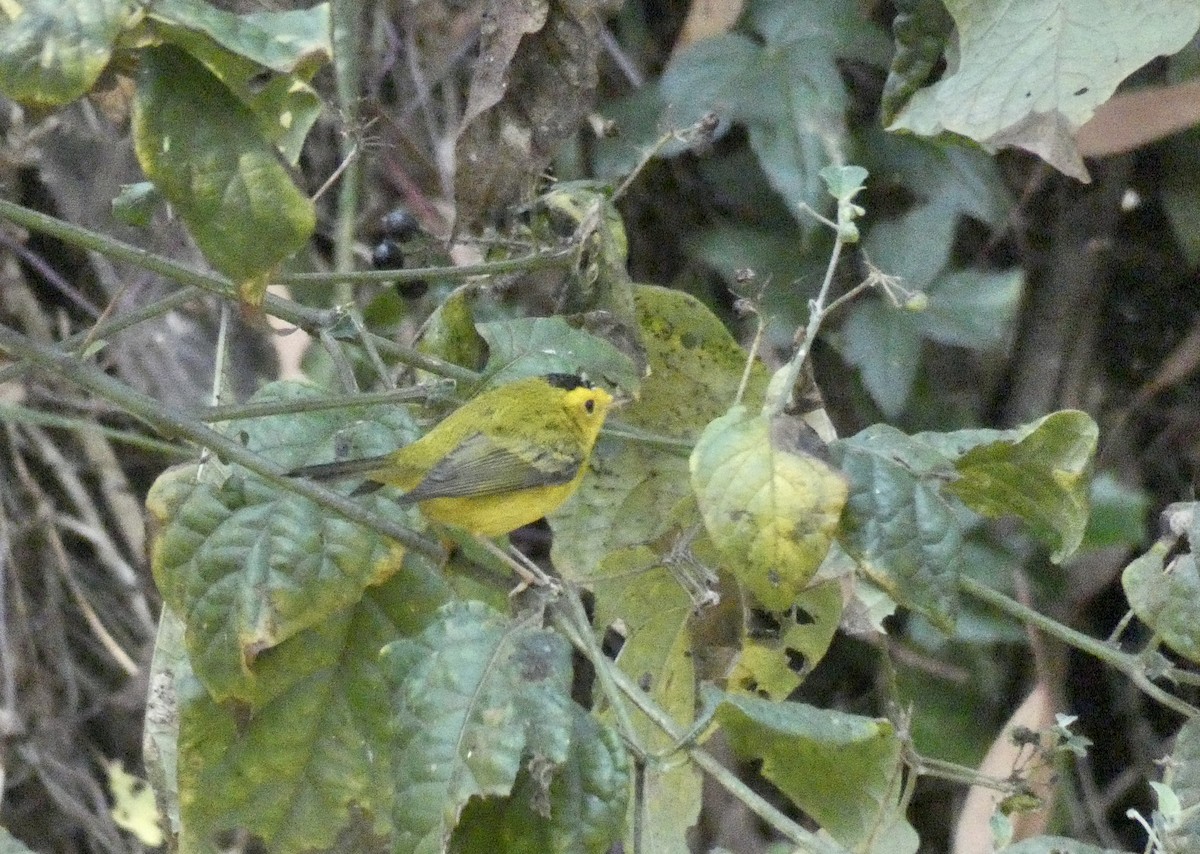 Wilson's Warbler - ML260318071