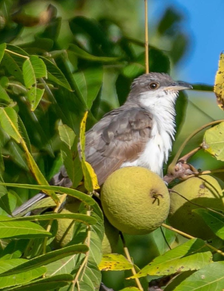 Yellow-billed Cuckoo - ML260318201