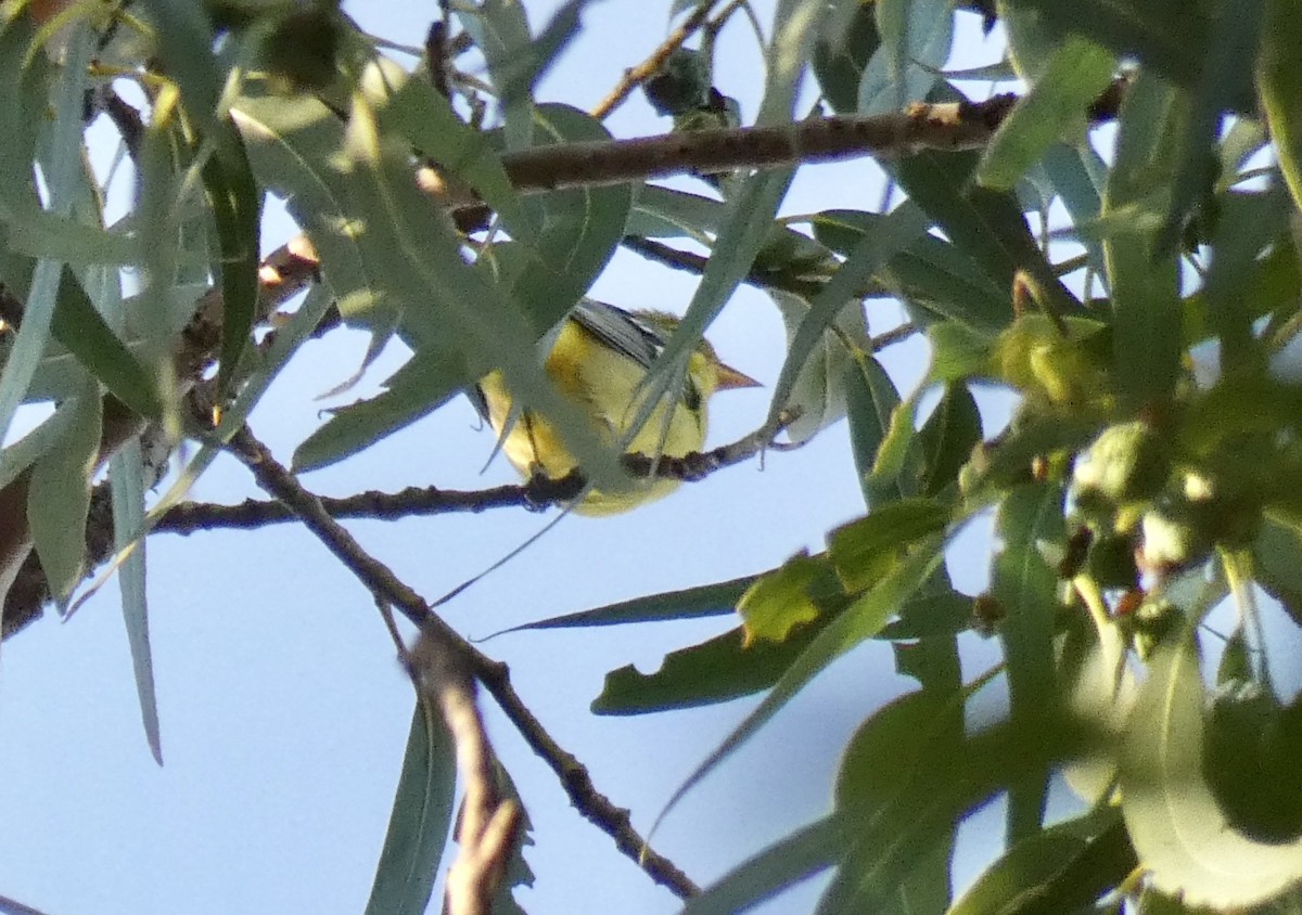 Western Tanager - ML260318251