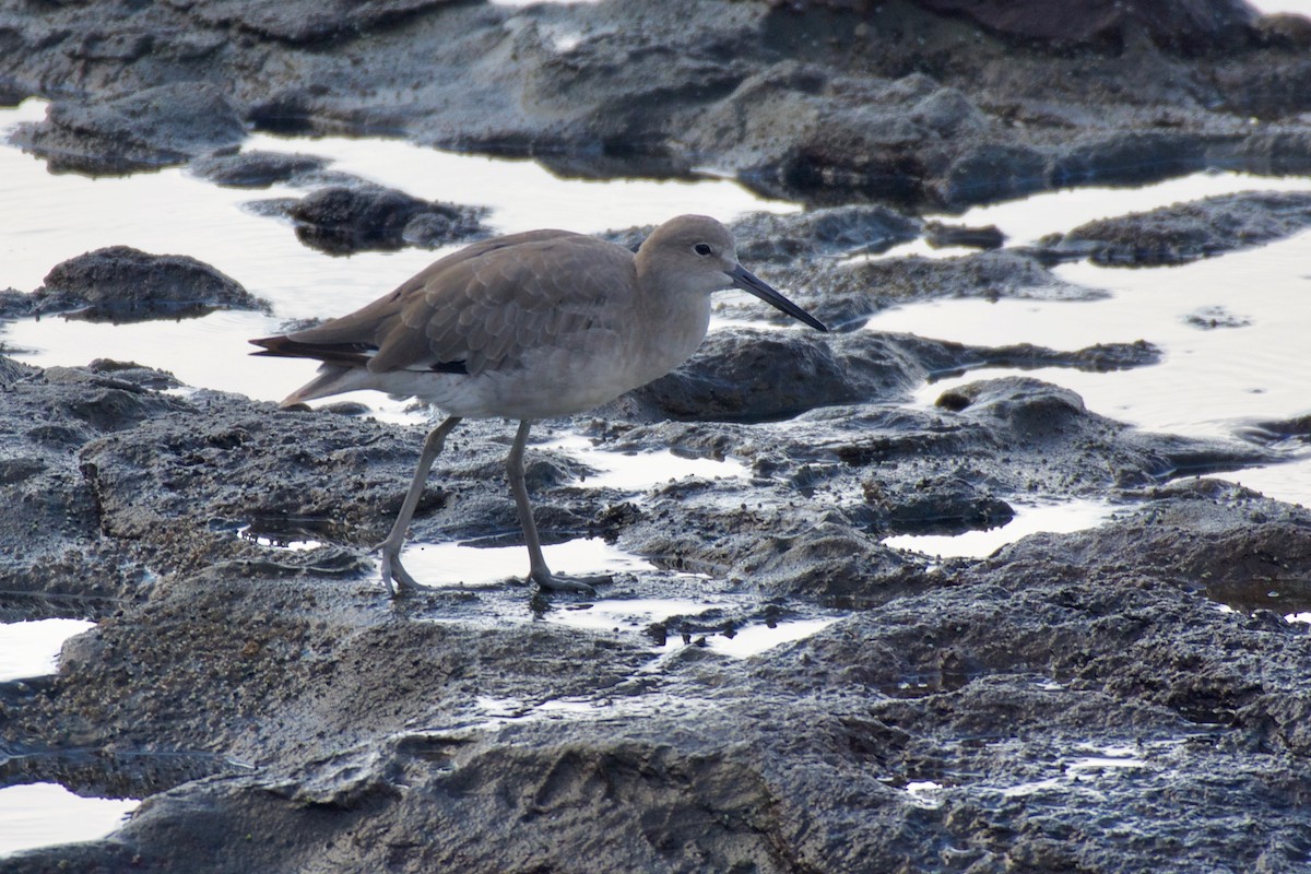 Willet - ML260318401