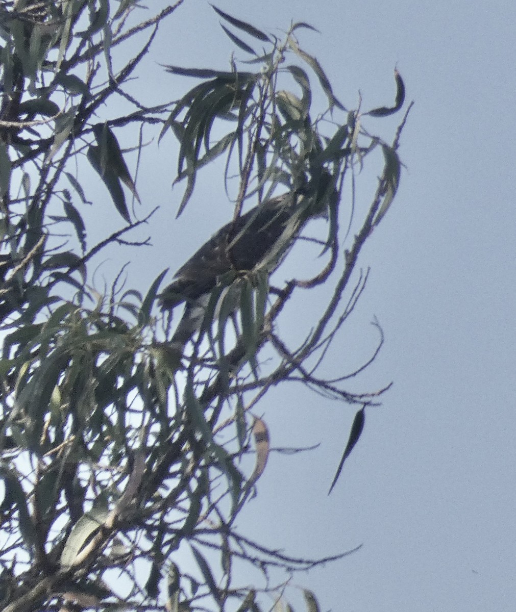 Cooper's Hawk - ML260318461