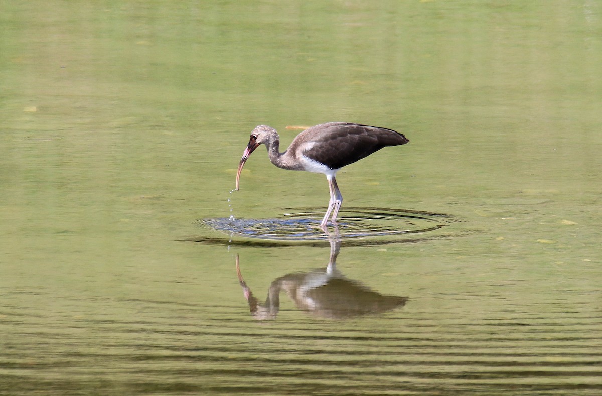 White Ibis - Todd Humphrey