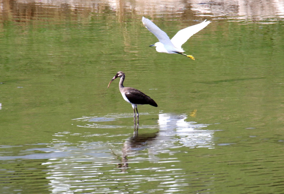 White Ibis - ML260320431