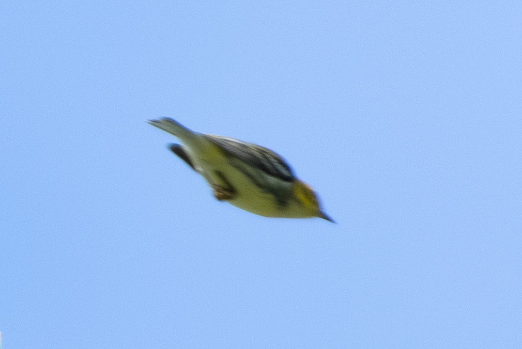 Black-throated Green Warbler - ML260320511