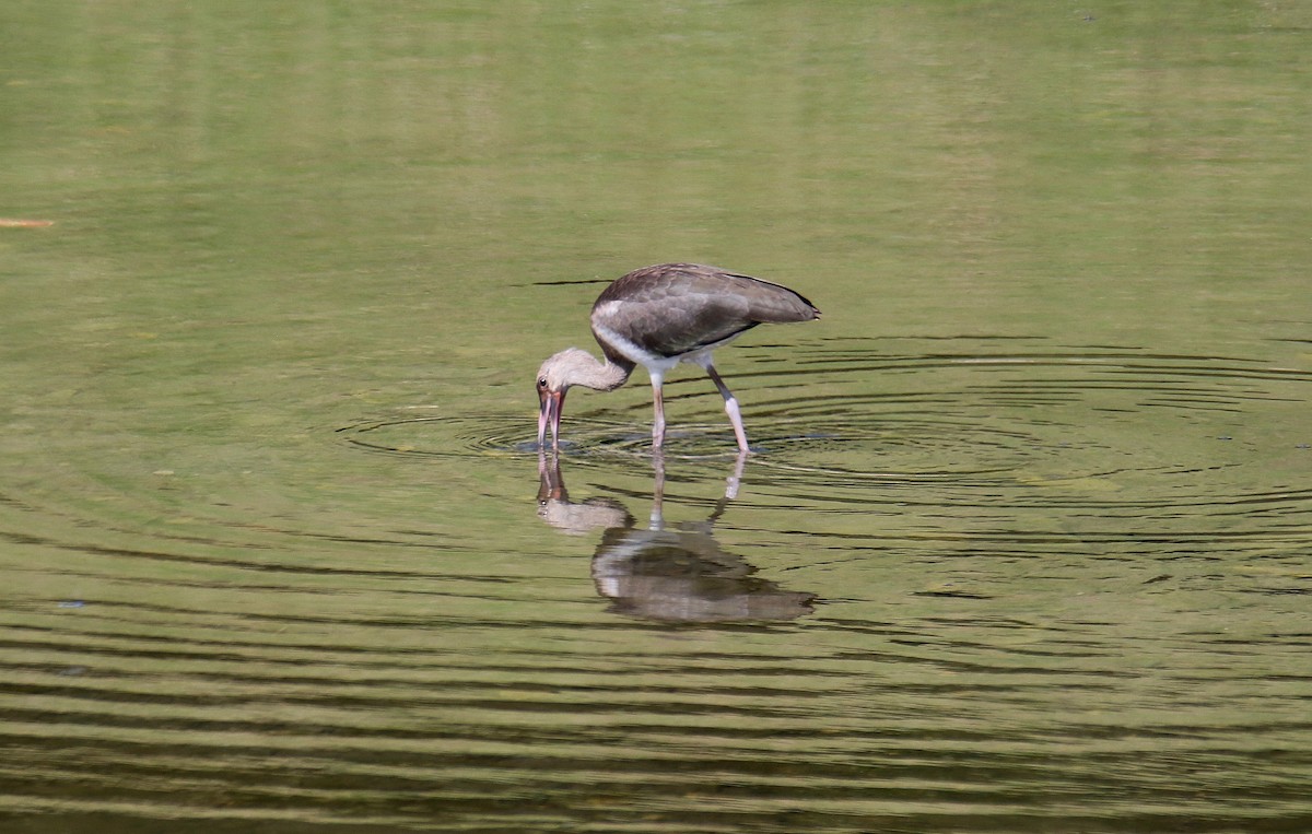 White Ibis - Todd Humphrey