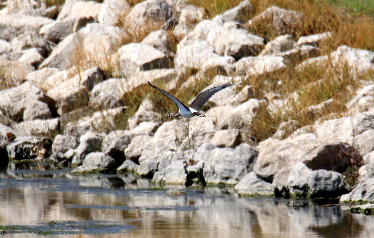 White Ibis - Todd Humphrey