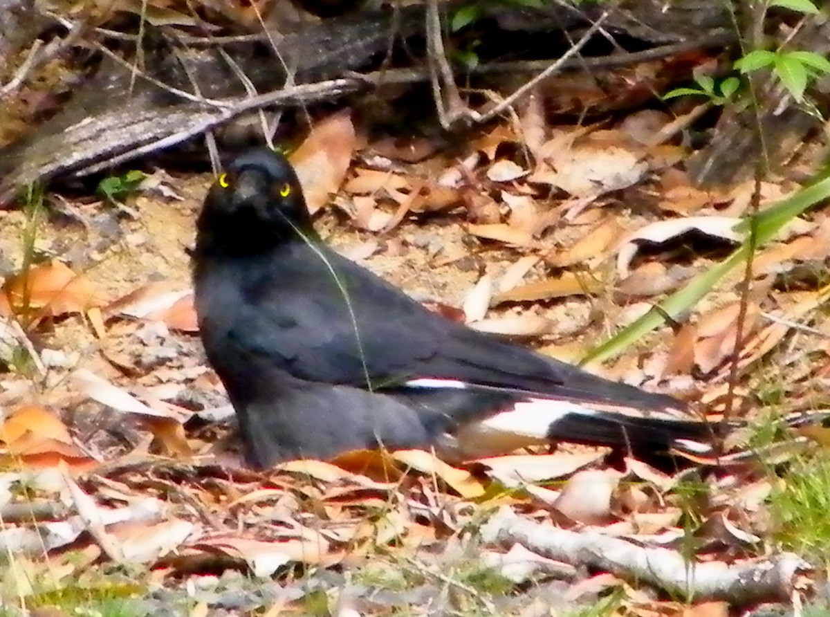 Pied Currawong - ML260320971