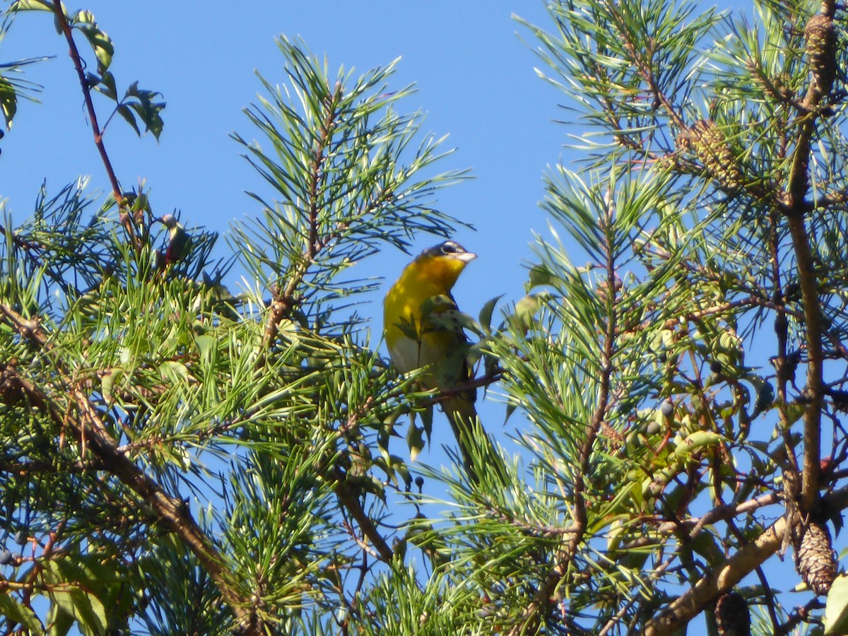 Yellow-breasted Chat - Zach Stickney