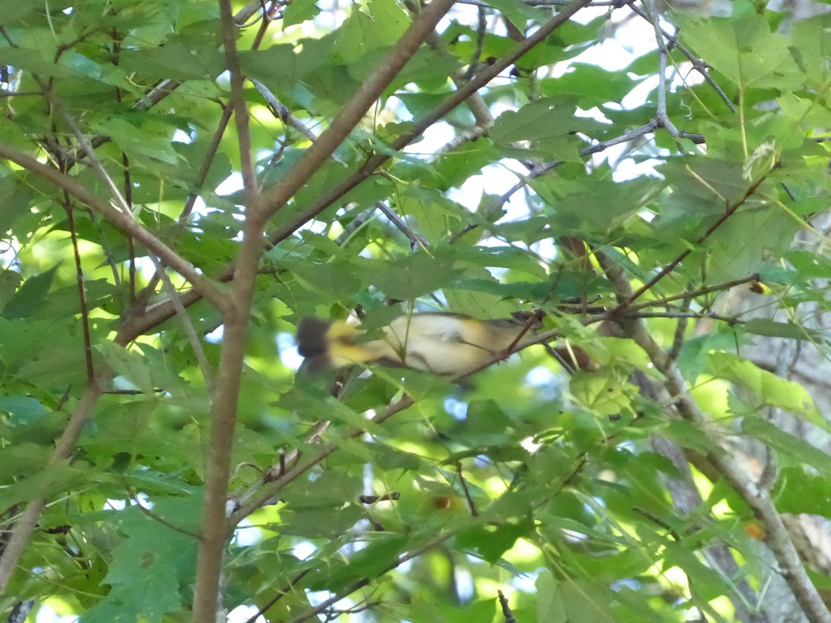 American Redstart - Zach Stickney