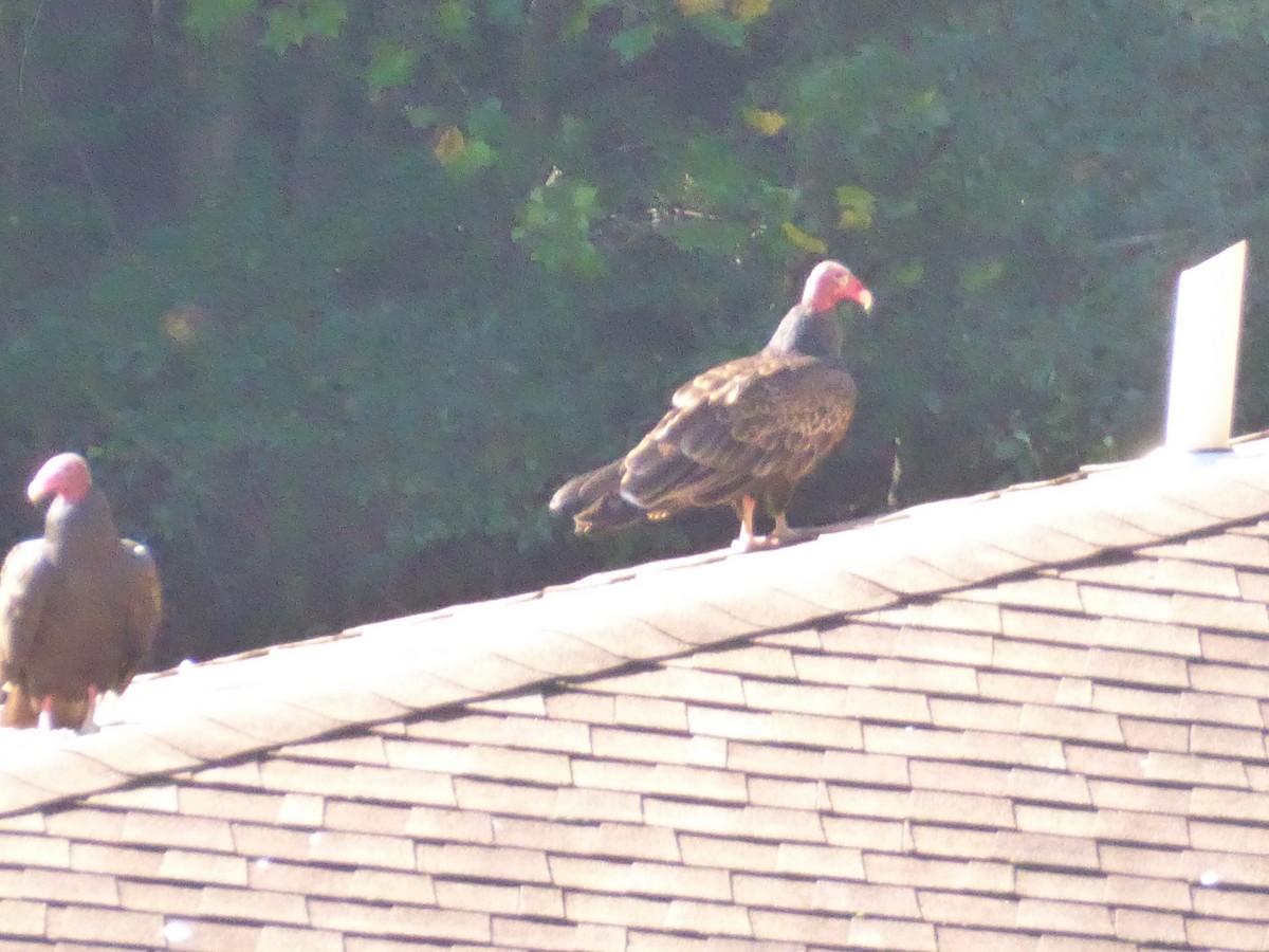 Turkey Vulture - Zach Stickney