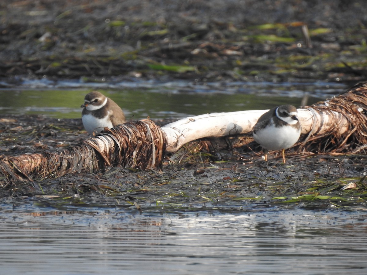 Semipalmated Plover - Cos van Wermeskerken