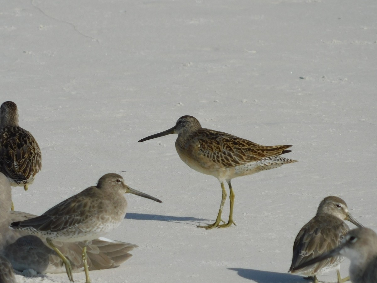 Short-billed Dowitcher - Craig Van Boskirk