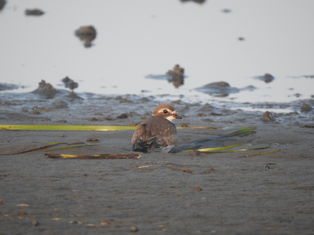 Semipalmated Plover - Cos van Wermeskerken