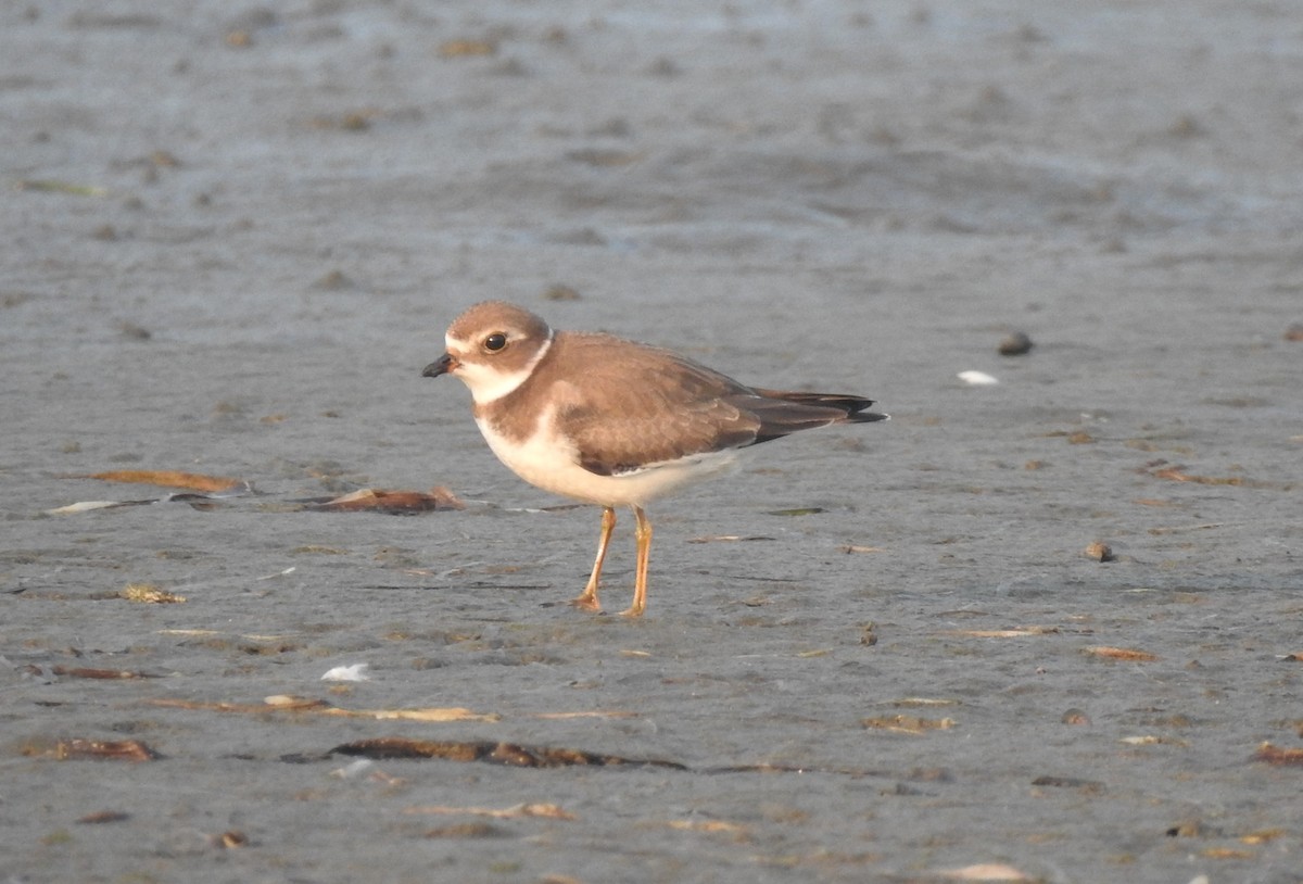 Semipalmated Plover - Cos van Wermeskerken