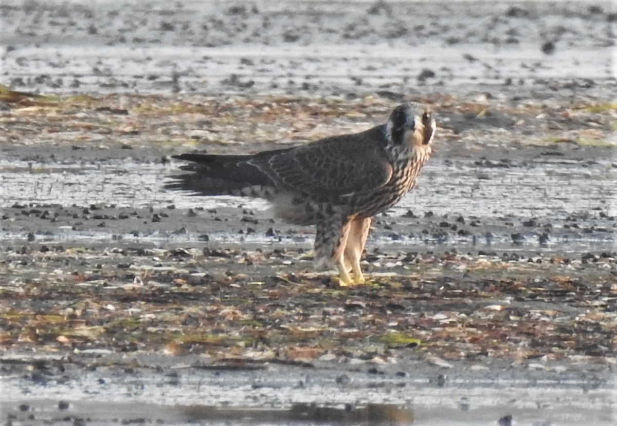 Peregrine Falcon - ML260324341