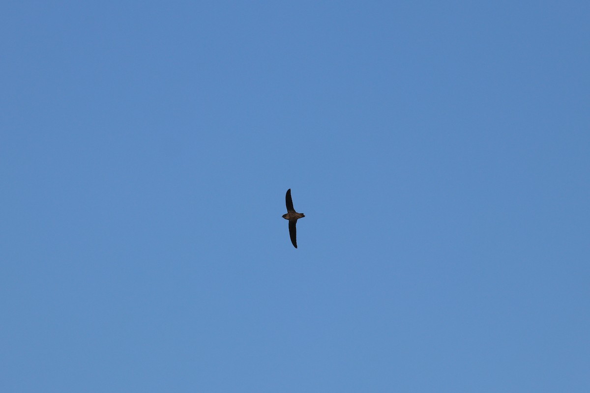 Chimney Swift - ML260324871