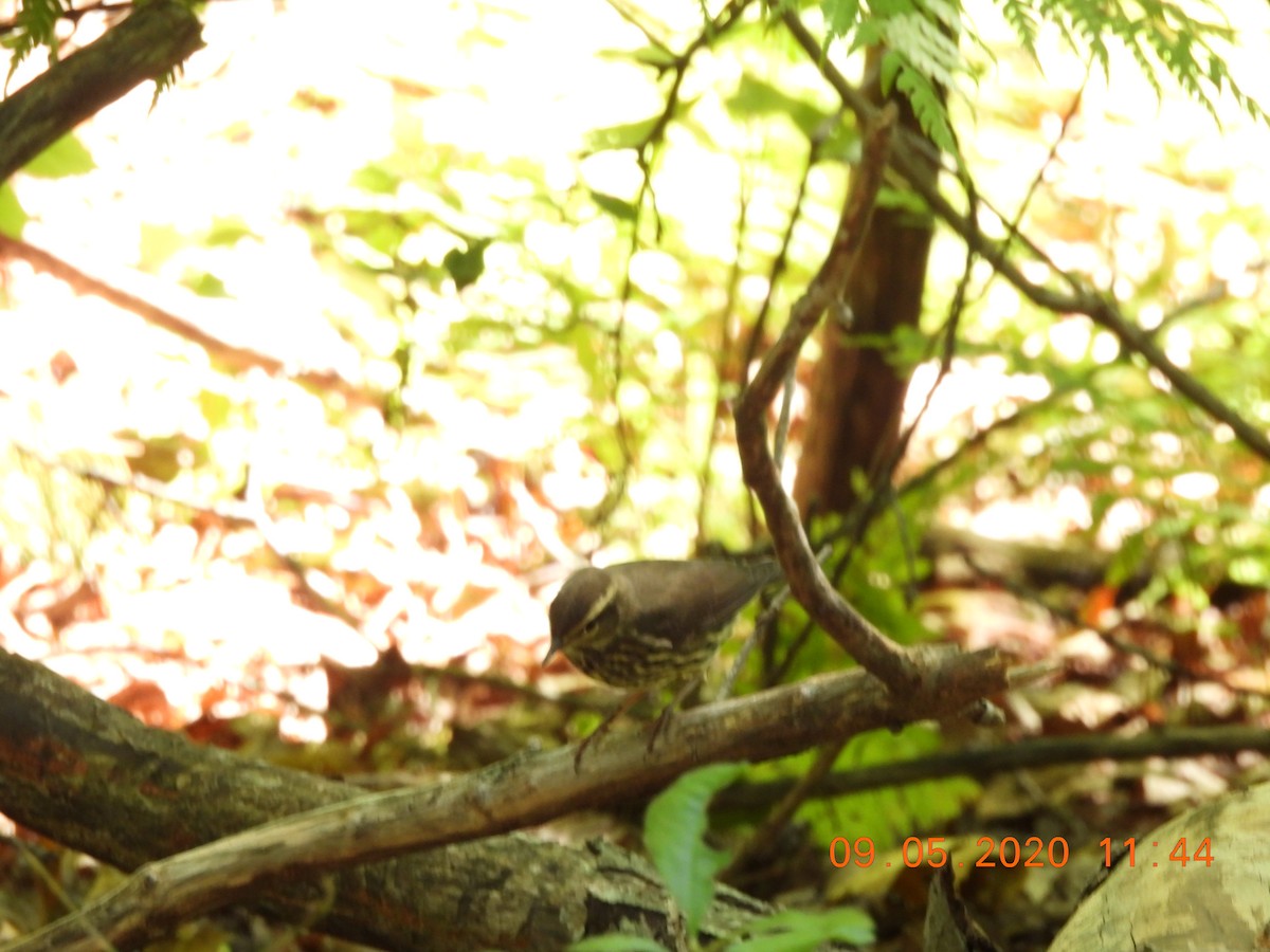 Northern Waterthrush - ML260325011