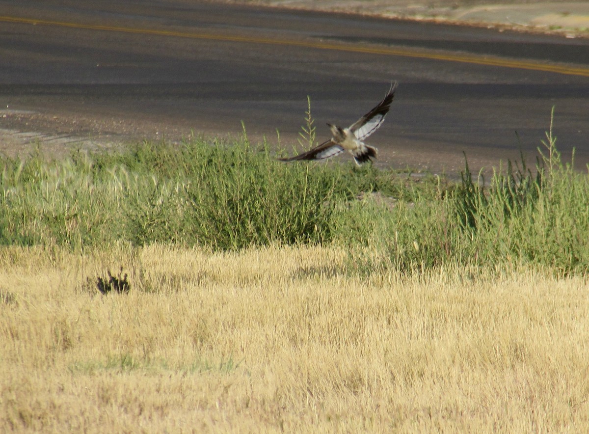 Red-headed Woodpecker - ML260326541