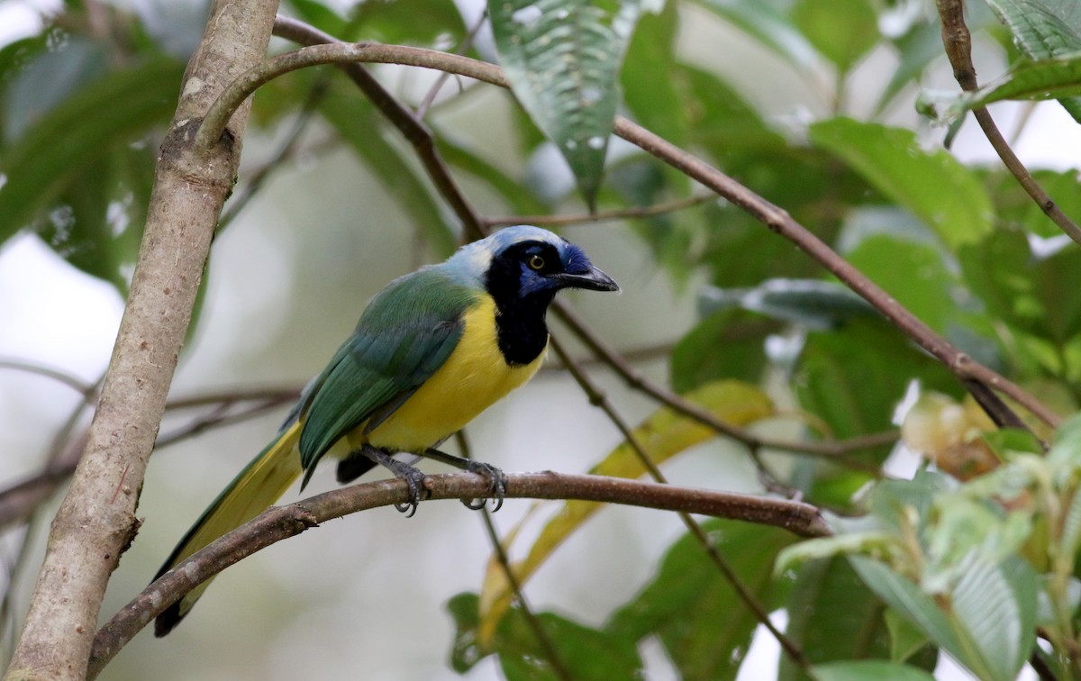 Green Jay (Inca) - Jay McGowan