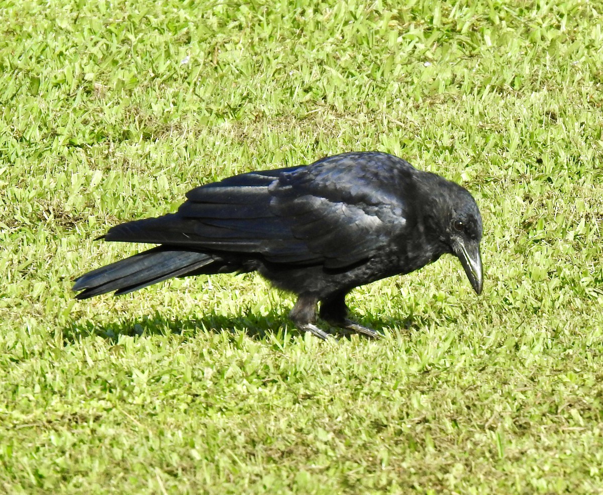 American Crow - ML260327001
