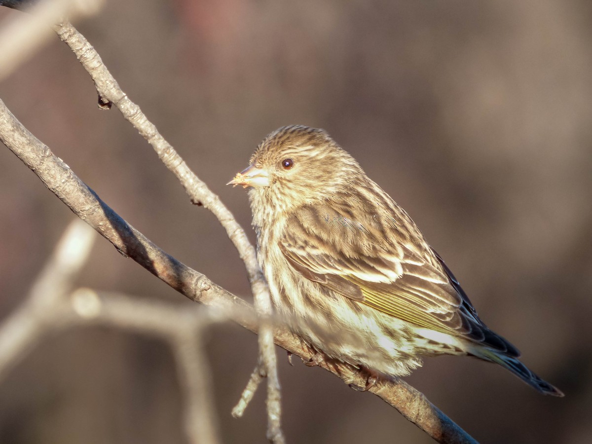 Pine Siskin - ML260327261