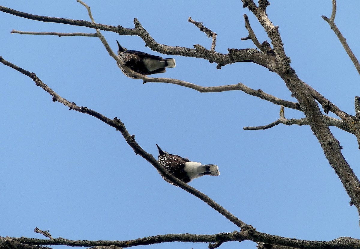 Northern Nutcracker - ML260327541