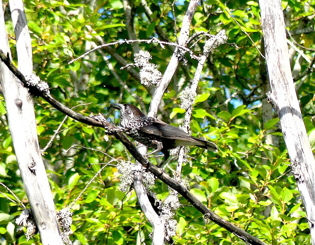 Northern Nutcracker - ML260327551