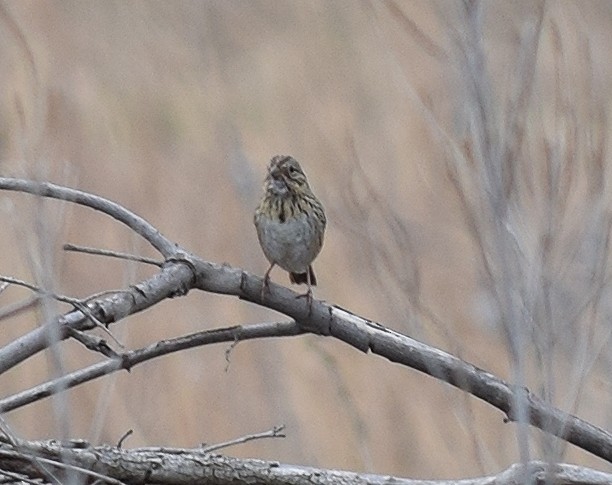 Lincoln's Sparrow - ML26032971