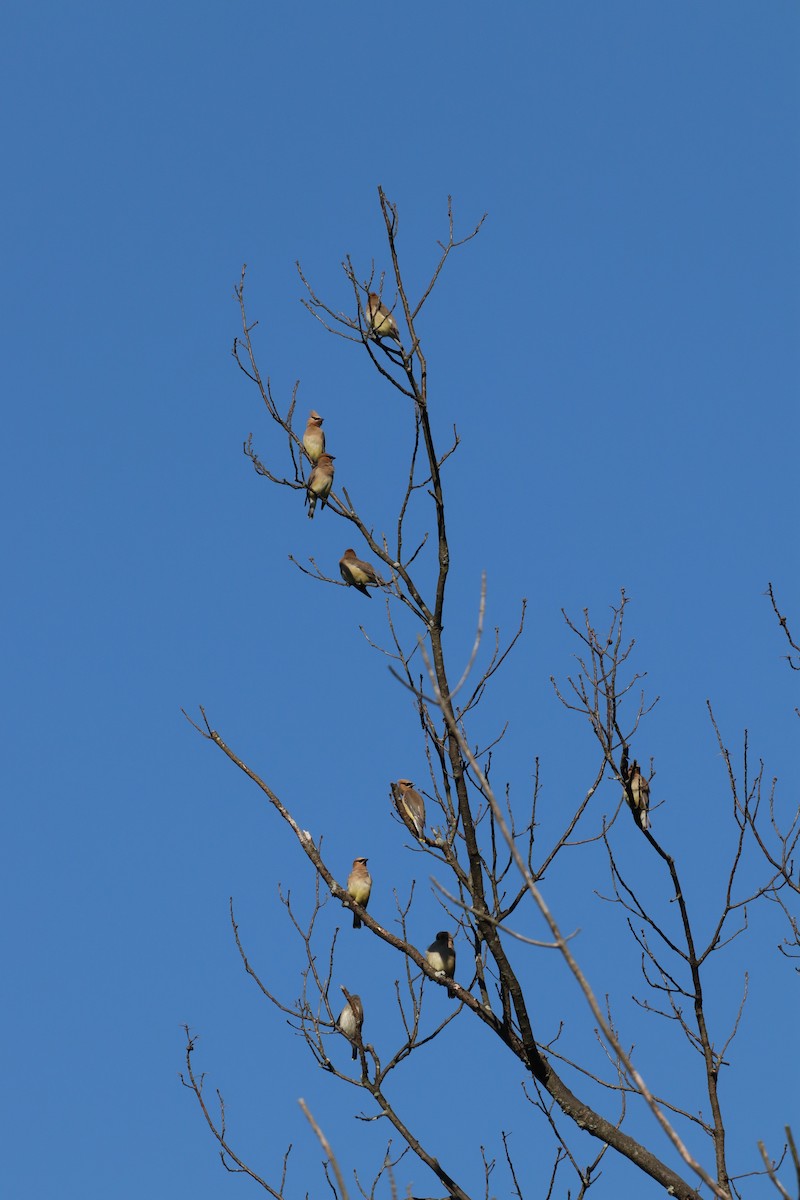 Cedar Waxwing - ML260329741