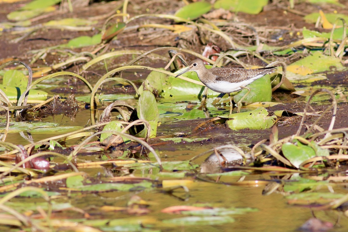 Solitary Sandpiper - ML260329831