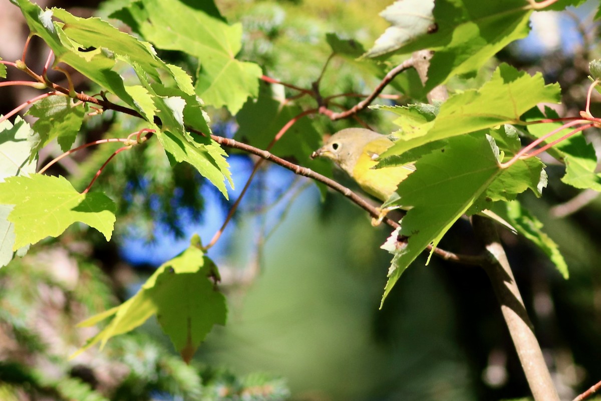 Nashville Warbler - George Forsyth