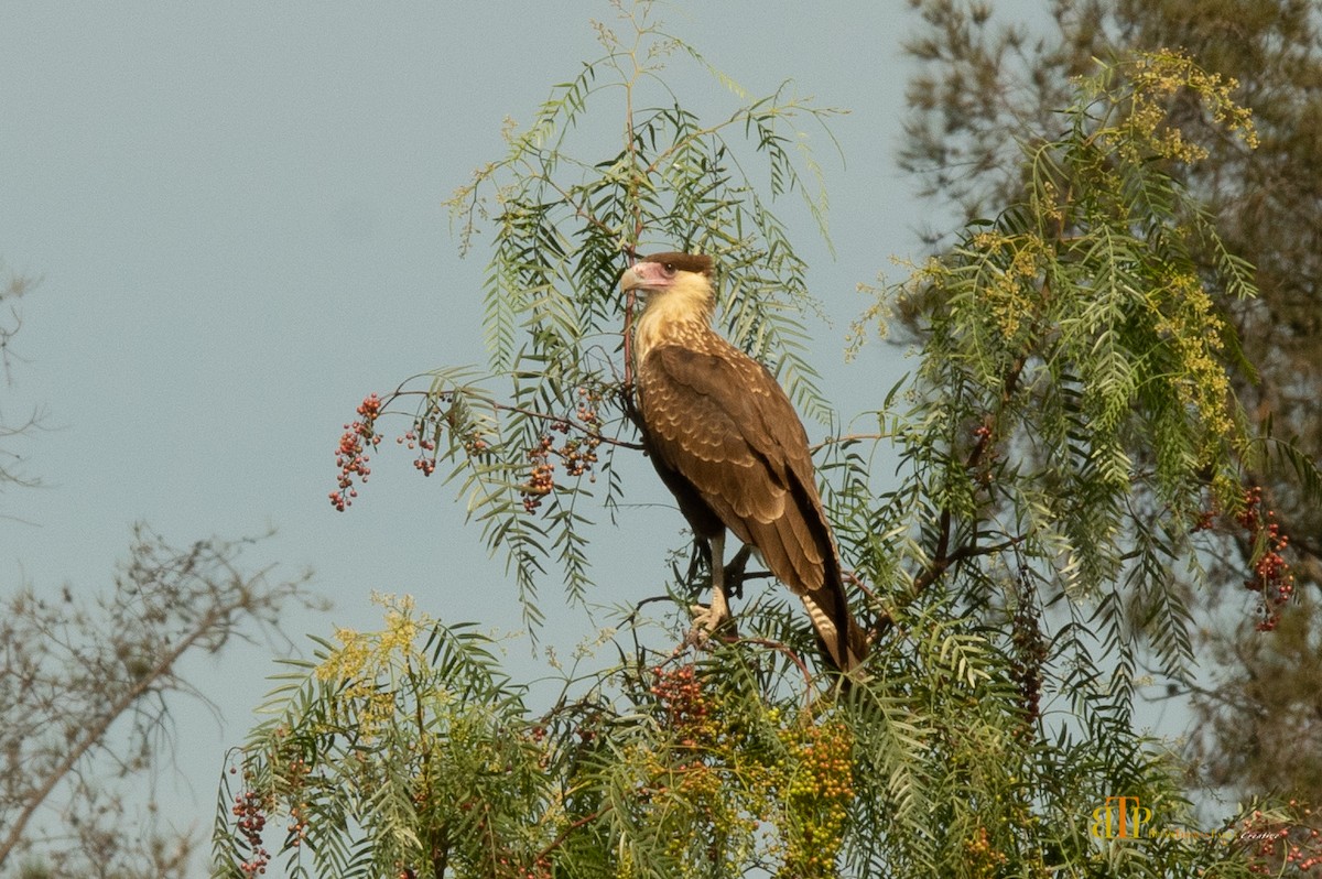 Crested Caracara (Northern) - Brian Parks
