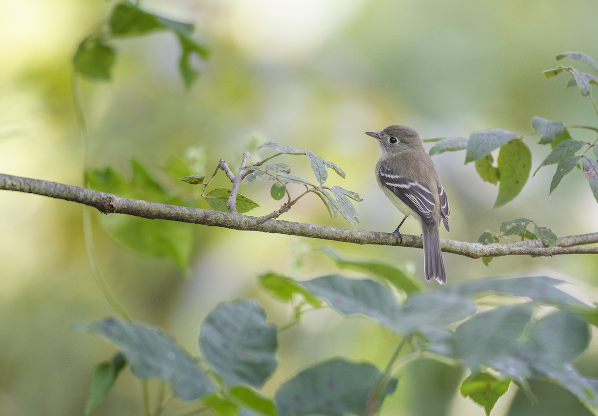 Least Flycatcher - ML260333021