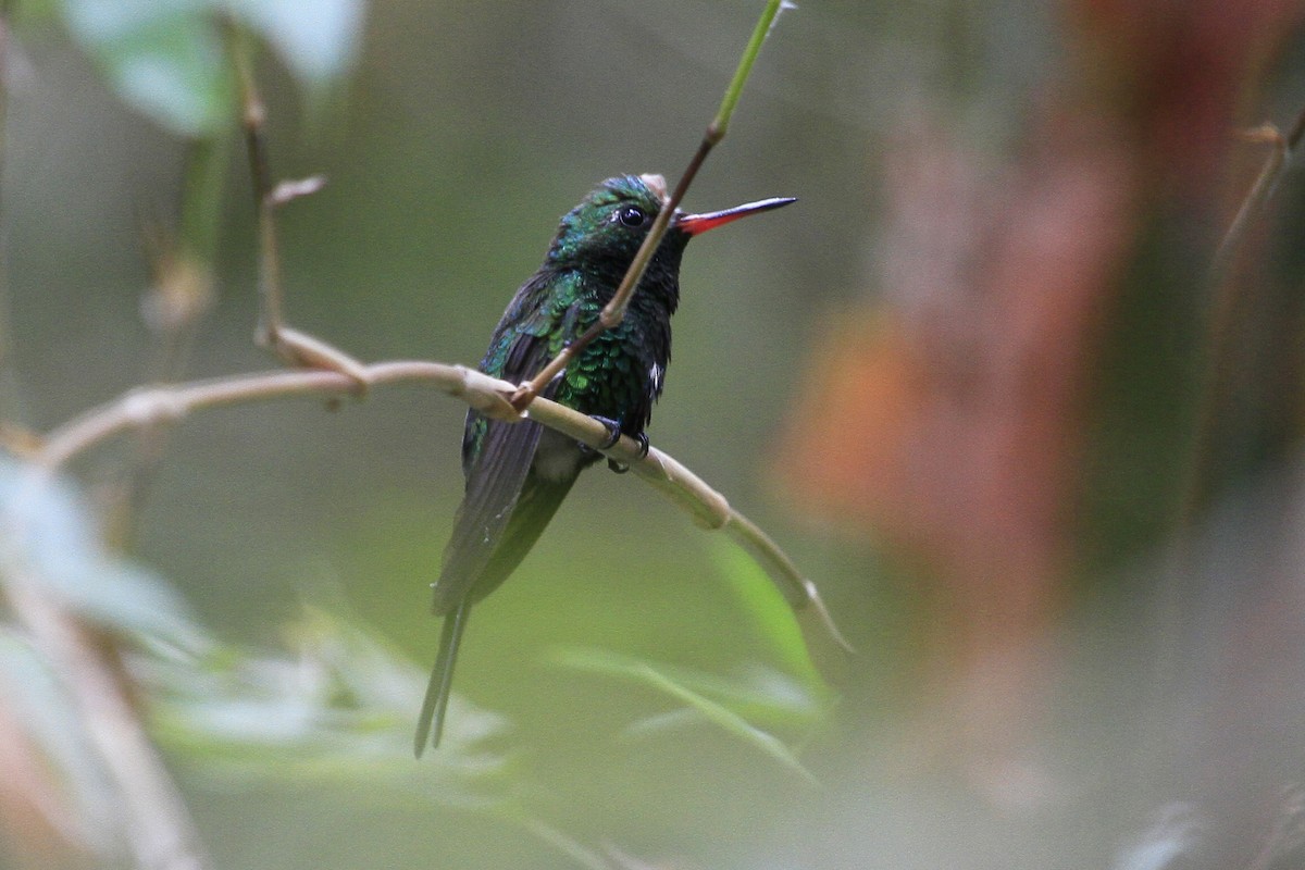 Golden-crowned Emerald - ML26033951