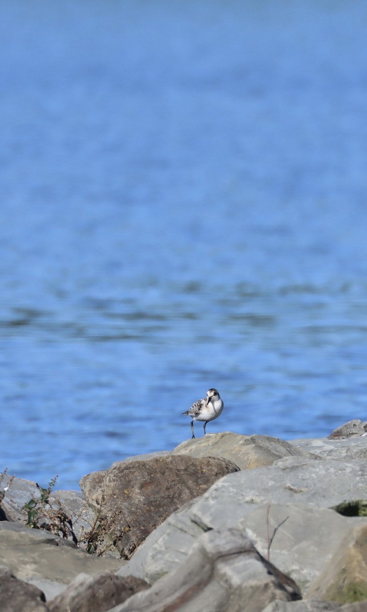 Sanderling - ML260341461