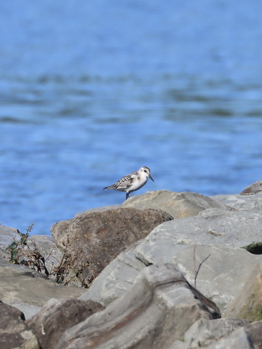 Sanderling - ML260341481