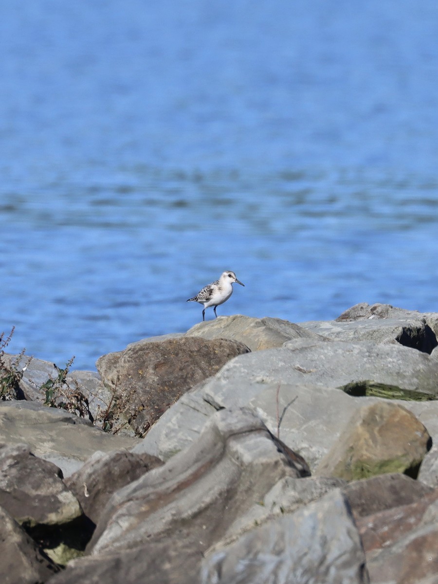 Sanderling - ML260341511