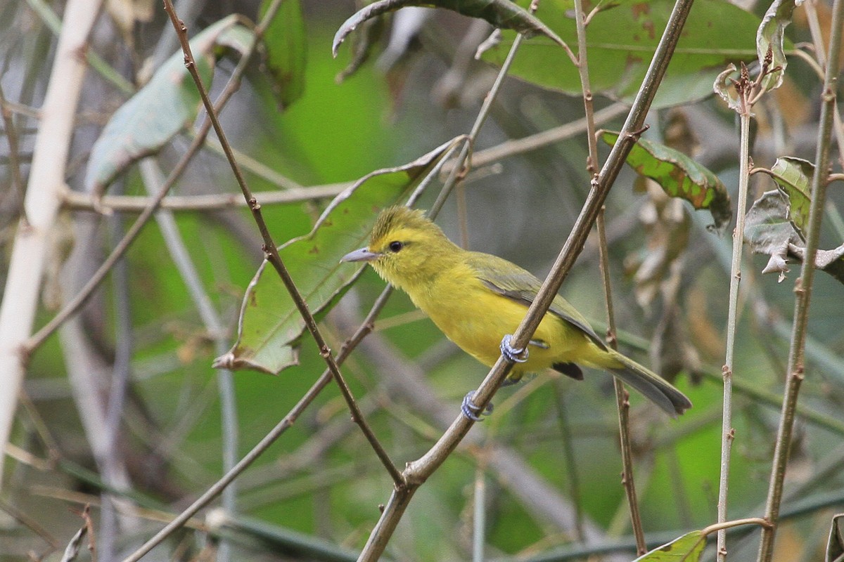 Golden Vireo - ML26034221